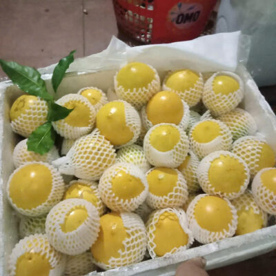 Vú Sữa Hoàng Kim