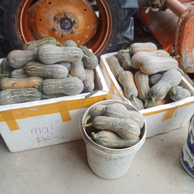 Bí đỏ
