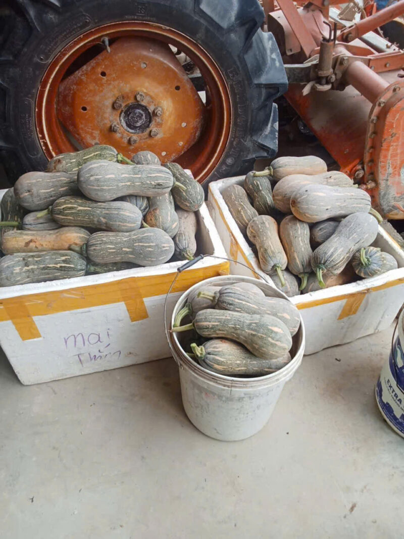 Bí đỏ