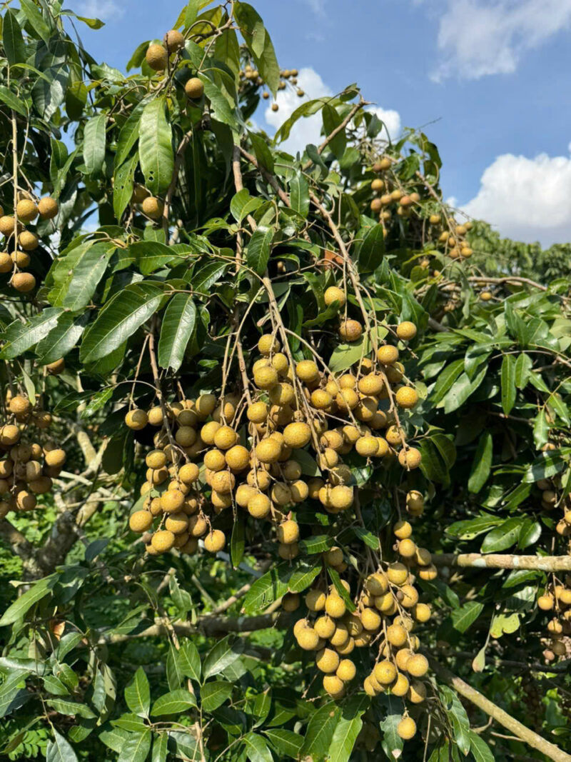 Nhãn
