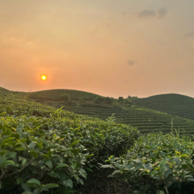 Sản phẩm chè xanh