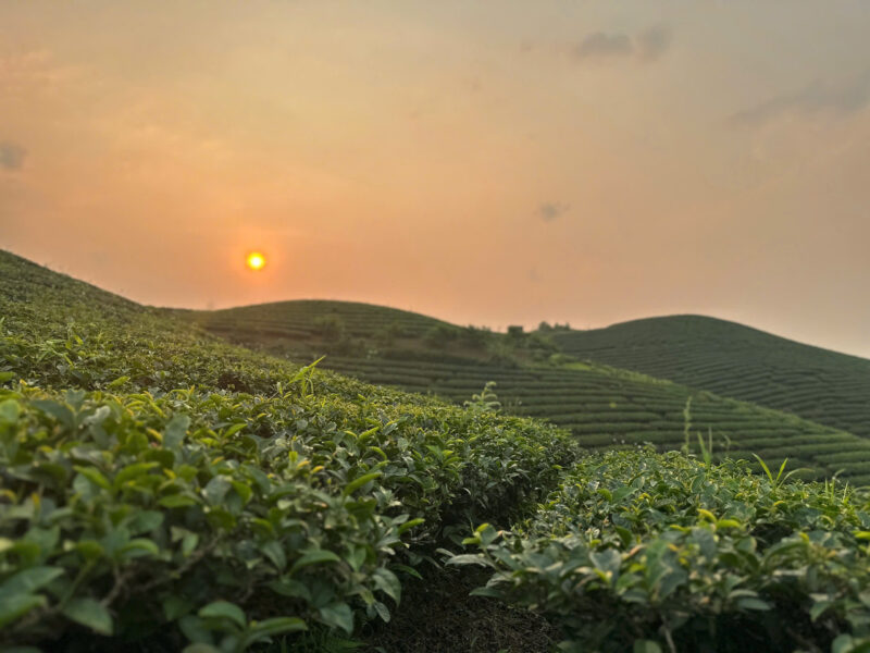 Sản phẩm chè xanh